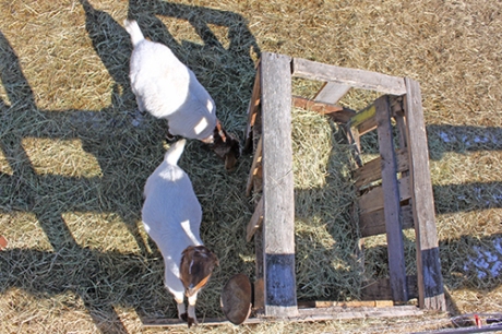 crane view of goat feeder